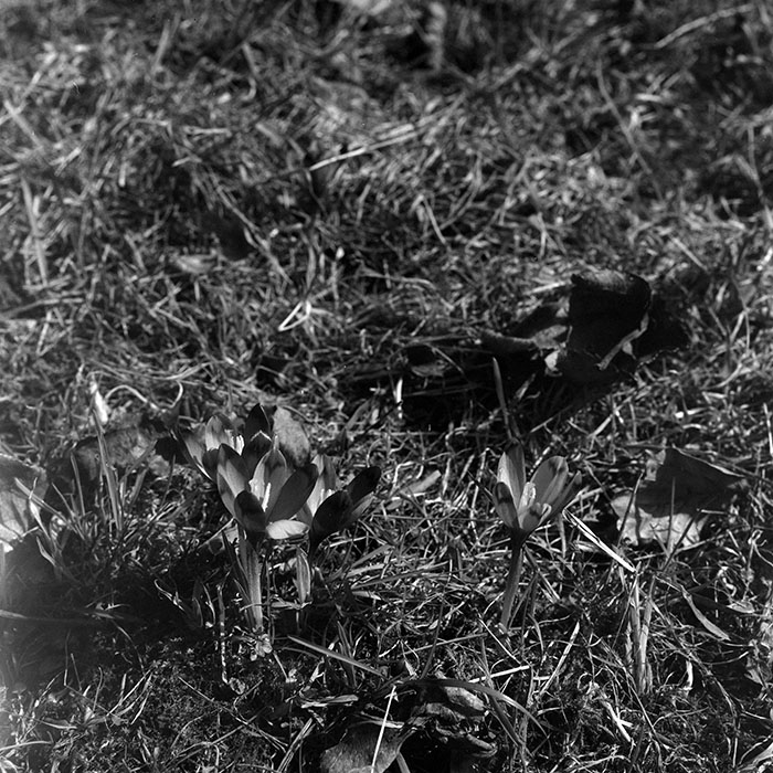 minerva_1966-1972_c1_c07_002