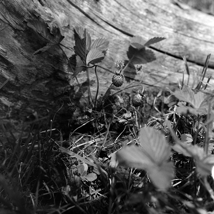 minerva_1967-1972_c2_c01_008