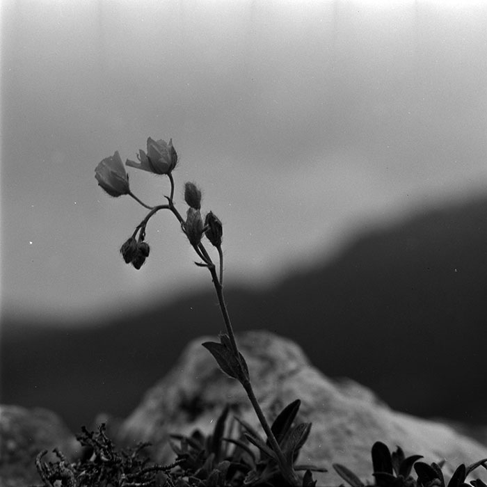 minerva_1967-1972_c2_c16_046