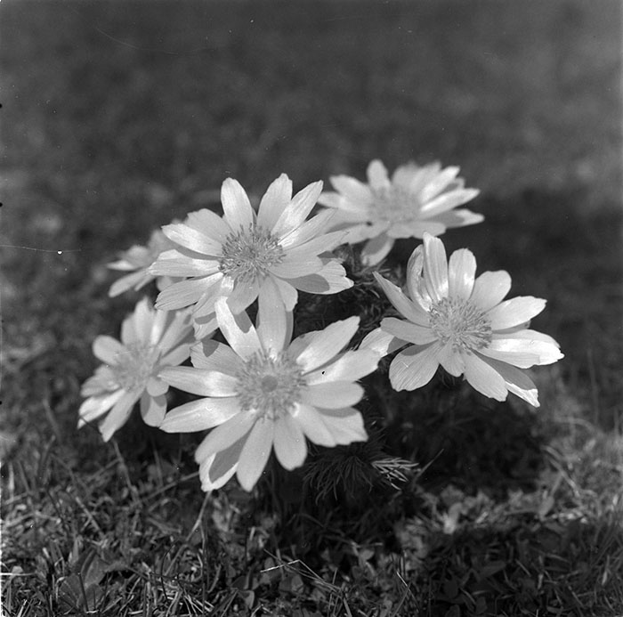 minerva_1967-1972_c3_c06_011