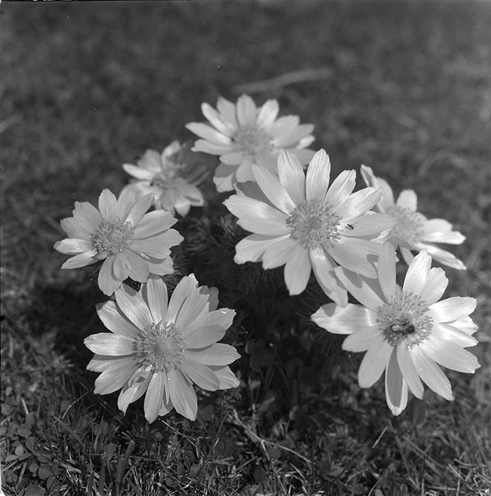 minerva_1967-1972_c3_c06_012