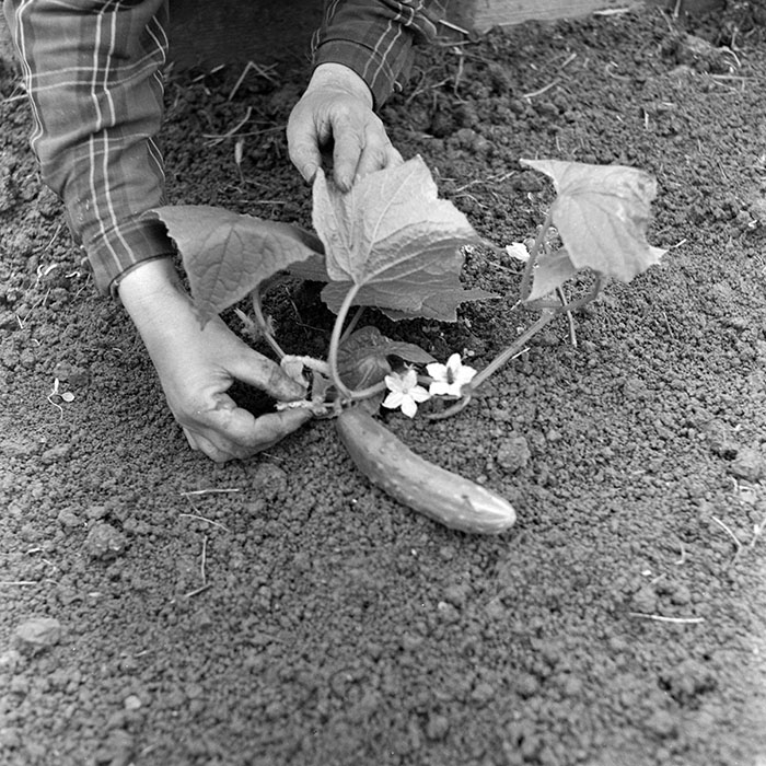 minerva_1967-1973_c1_c2r16_024