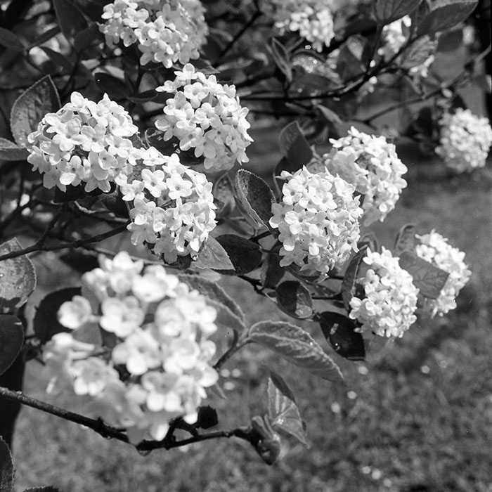 minerva_1967-1973_c1_c2r19_003