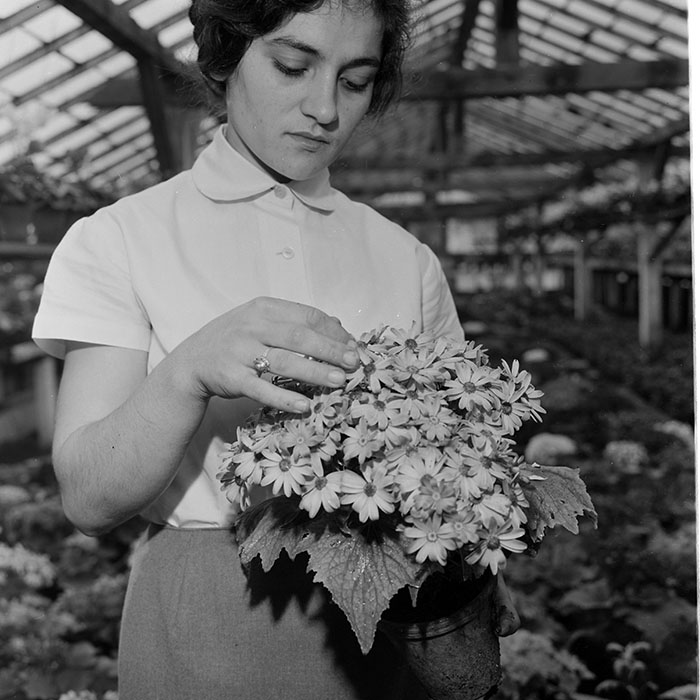 minerva_1967-1973_c1_c4r11_008