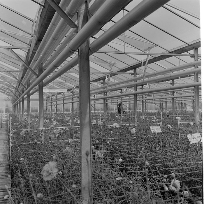 minerva_1967-1973_c1_c4r11_014