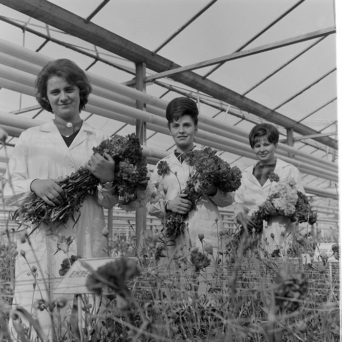 minerva_1967-1973_c1_c4r11_015