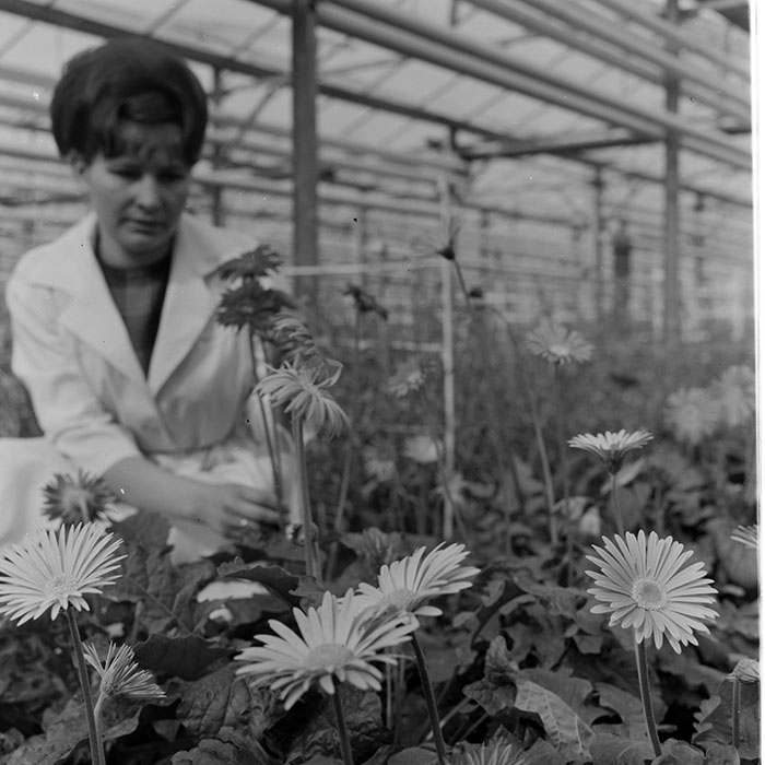 minerva_1967-1973_c1_c4r11_025