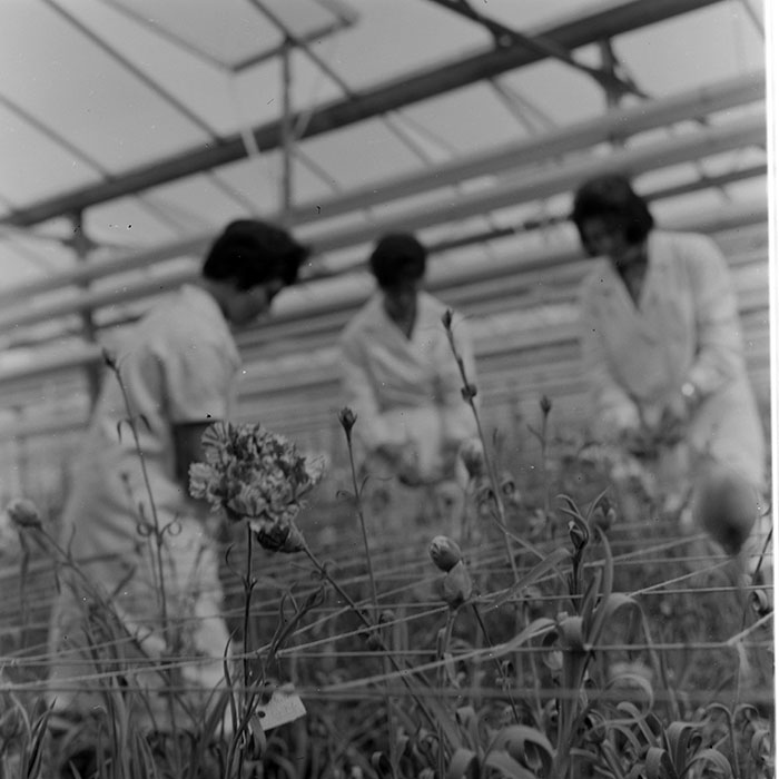 minerva_1967-1973_c1_c4r11_028