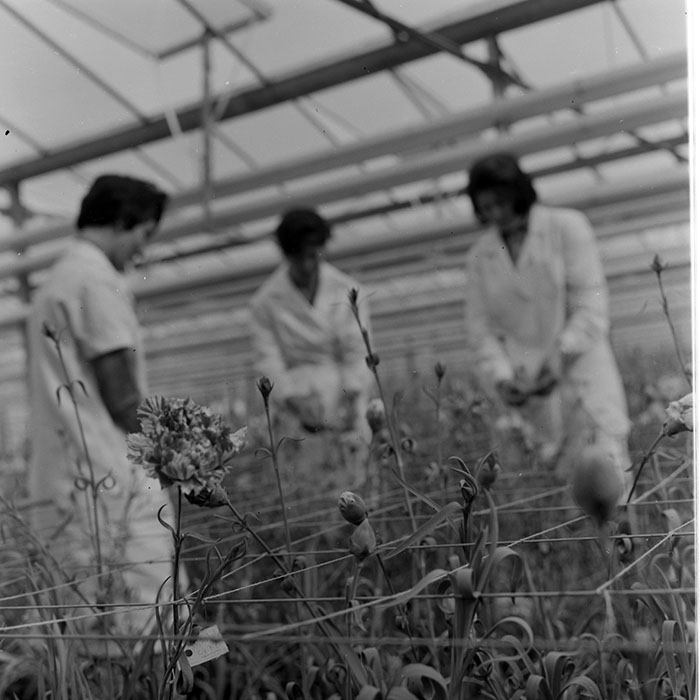 minerva_1967-1973_c1_c4r11_029