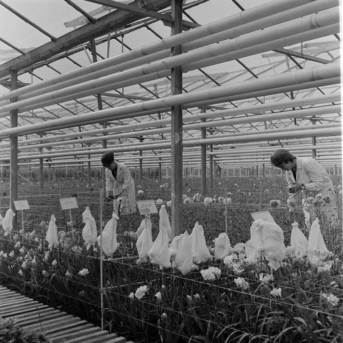 minerva_1967-1973_c1_c4r8_004