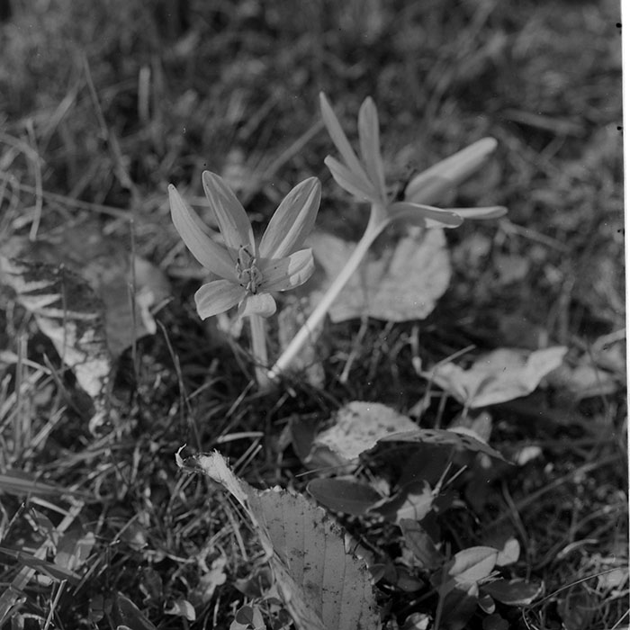 minerva_1967-1973_c1_c4r9_020