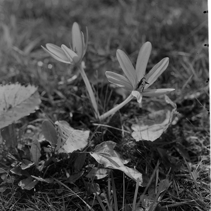 minerva_1967-1973_c1_c4r9_021