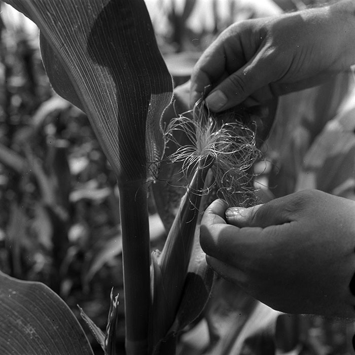 minerva_1967-1973_c4r8_018