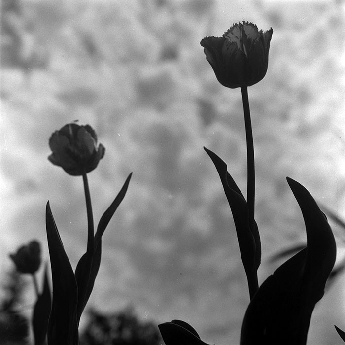 minerva_1967-1973_c5r11_009