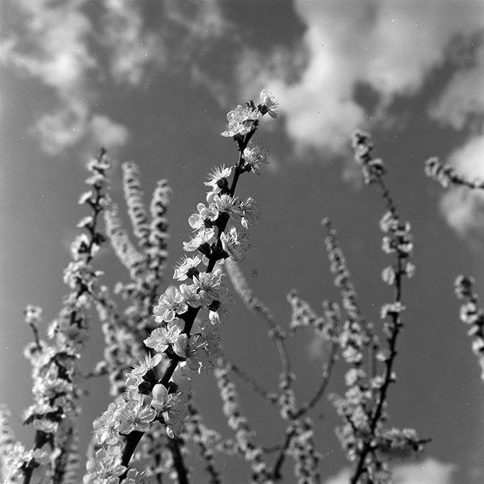 minerva_1967-1973_c5r15_003