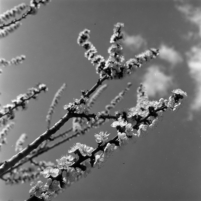 minerva_1967-1973_c5r15_004