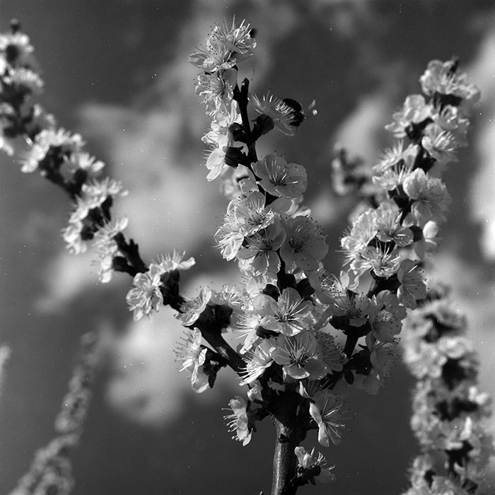 minerva_1967-1973_c5r15_005