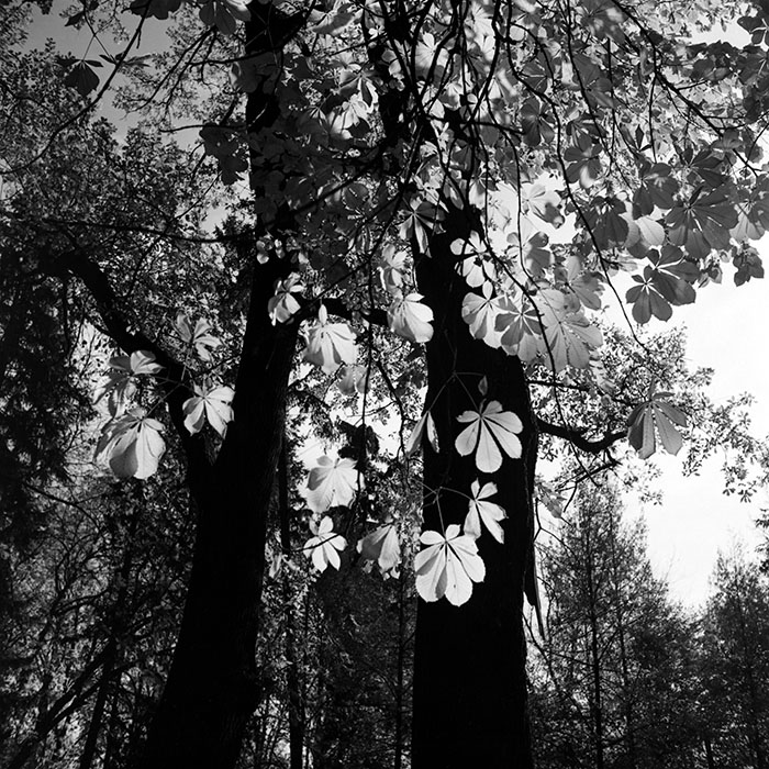 minerva_1967-1973_c5r1_004