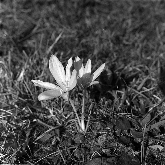 minerva_1967-1973_c5r2_002