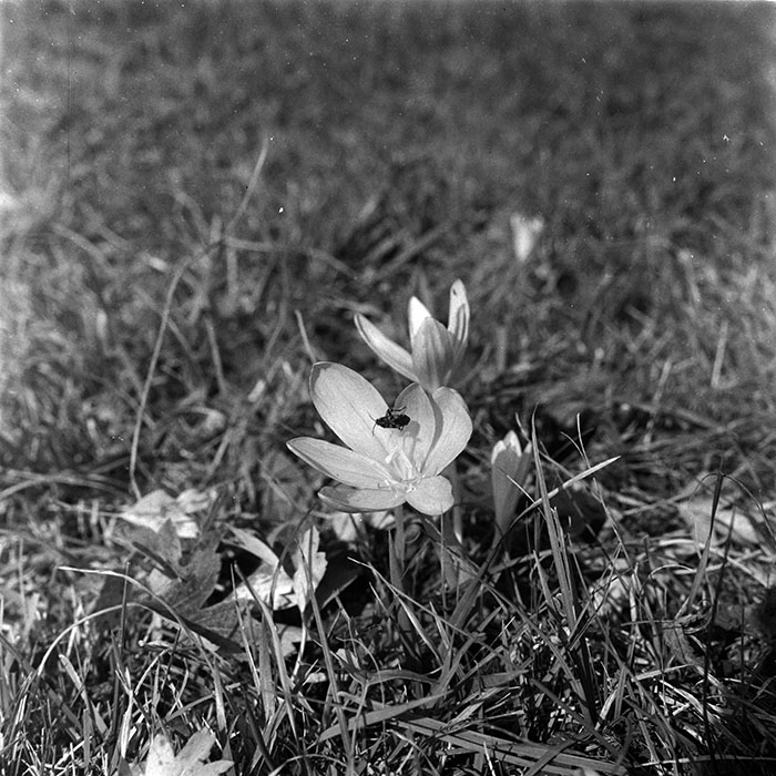 minerva_1967-1973_c5r2_003