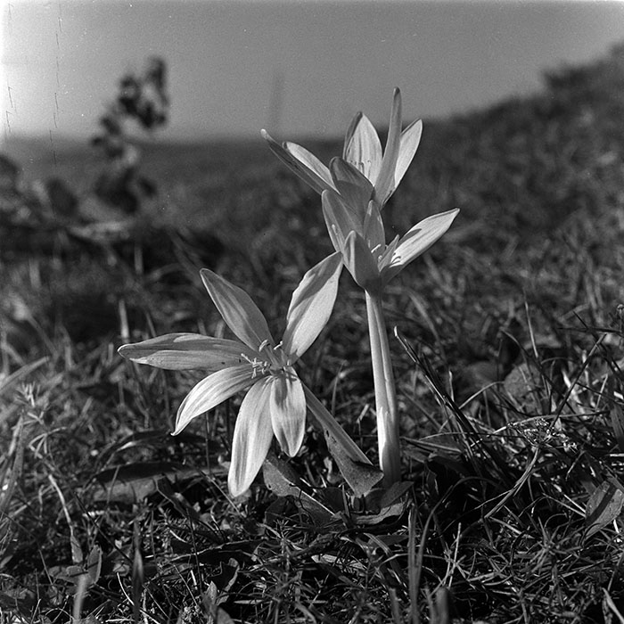 minerva_1967-1973_c5r2_006