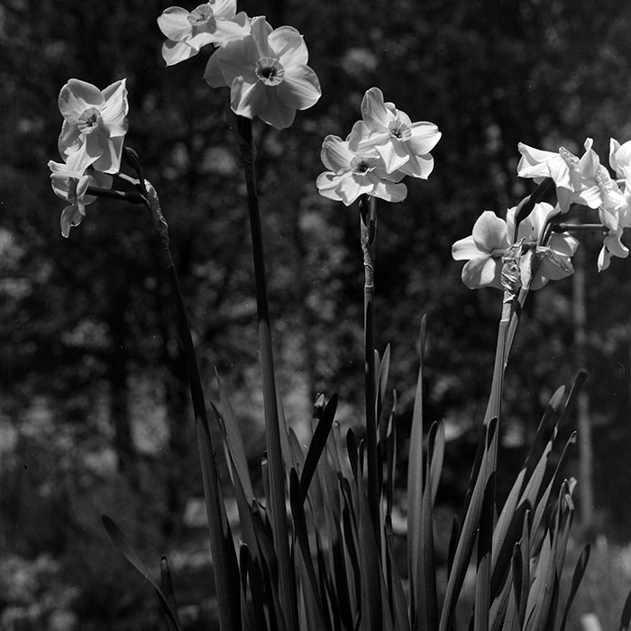 minerva_1967-1973_c5r3_002