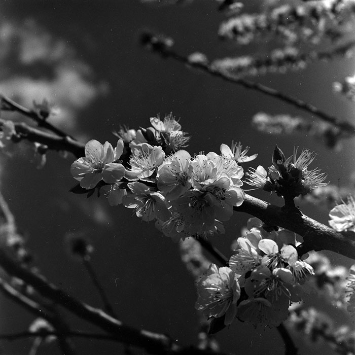 minerva_1967-1973_c5r3_005