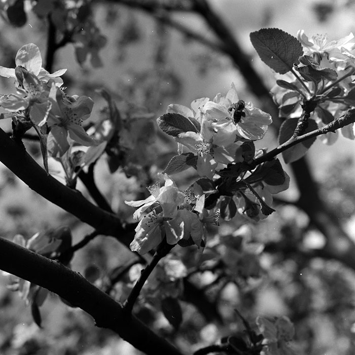 minerva_1967-1973_c5r3_011