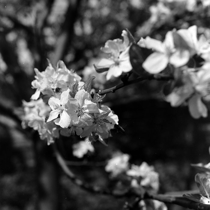 minerva_1967-1973_c5r3_012