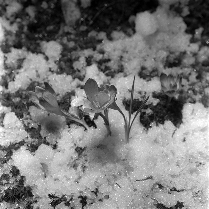 minerva_1967-1973_c5r6_004