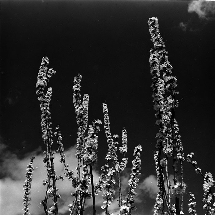 minerva_1967-1973_c5r6_009