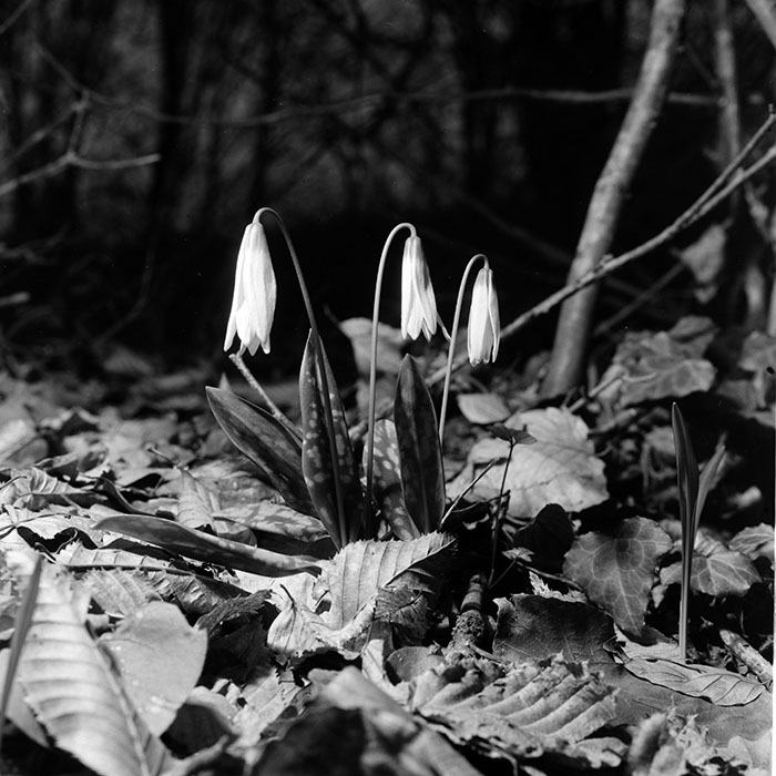 minerva_1967-1973_c5r6_015