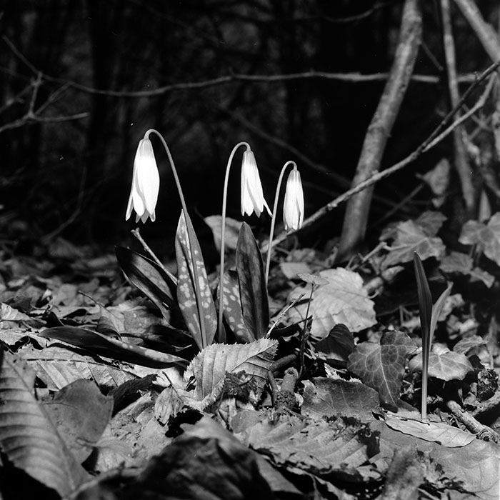 minerva_1967-1973_c5r6_016