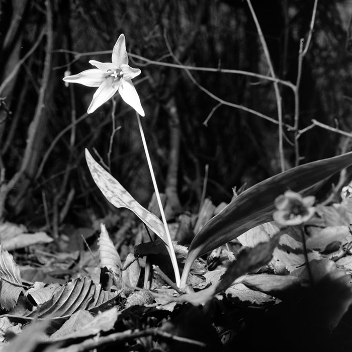 minerva_1967-1973_c5r6_017