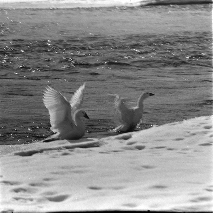 minerva_1967-1973_c5r8_001