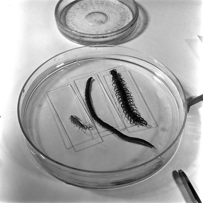 minerva_1967-1973_c6r19_006