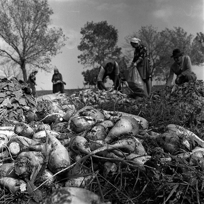 minerva_1970_Agrare_c1_c10r1_011