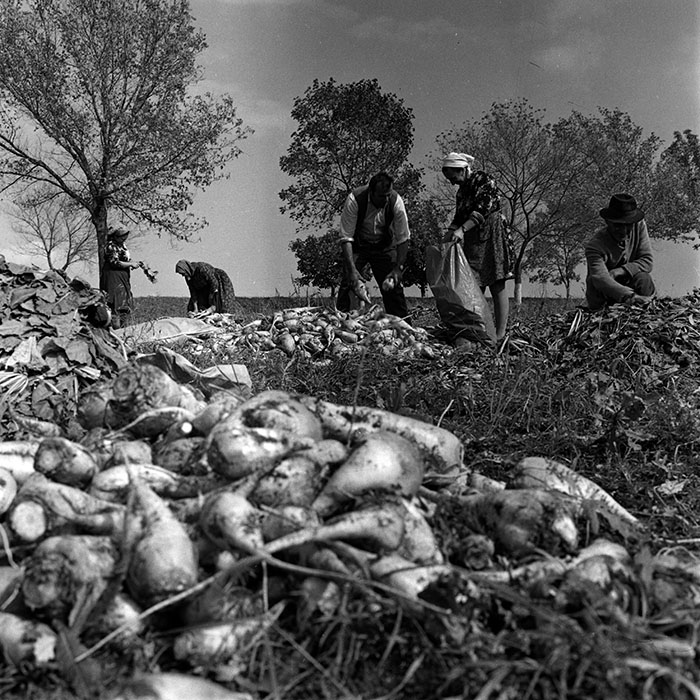 minerva_1970_Agrare_c1_c10r1_012