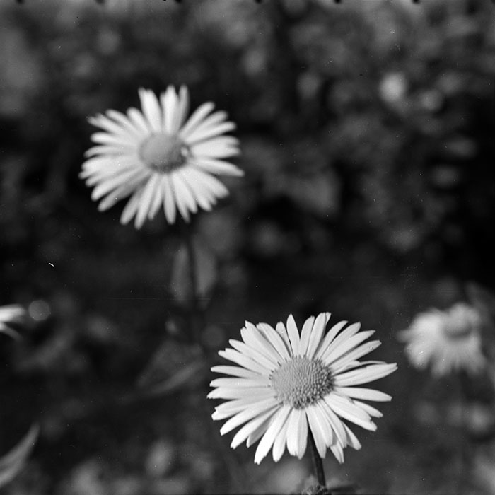 minerva_1970_Agrare_c1_c10r2_009