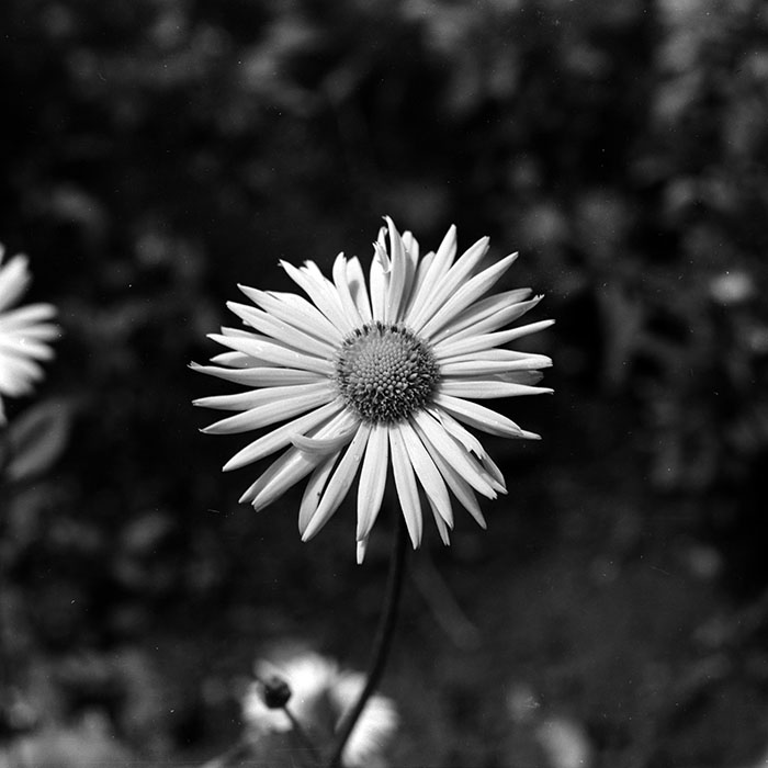 minerva_1970_Agrare_c1_c10r2_010