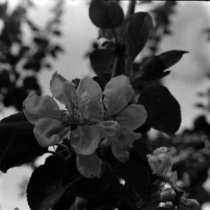 minerva_1970_Agrare_c1_c10r2_011