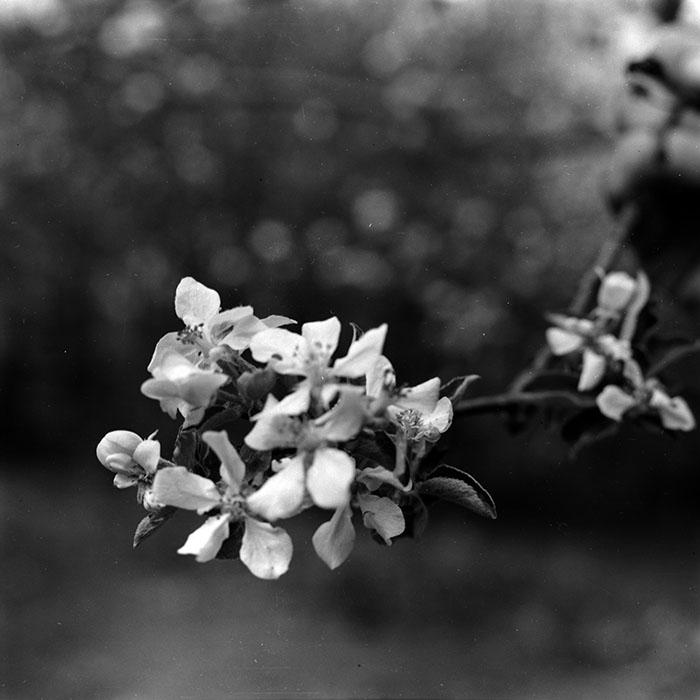 minerva_1970_Agrare_c1_c10r2_012