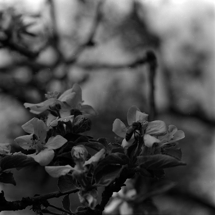 minerva_1970_Agrare_c1_c10r2_013