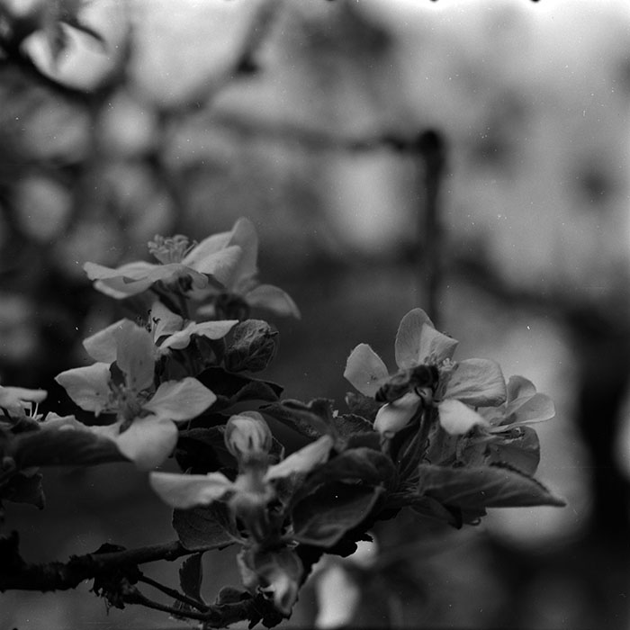 minerva_1970_Agrare_c1_c10r2_014