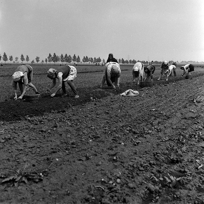 minerva_1970_Agrare_c1_c1r1_009