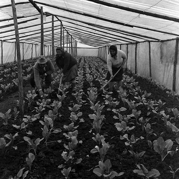 minerva_1970_Agrare_c1_c1r2_012