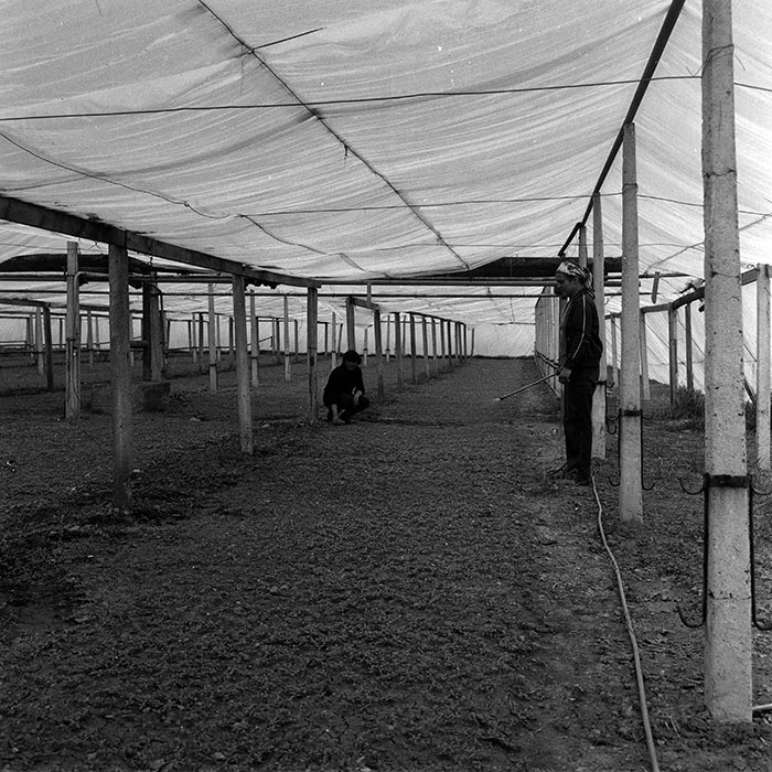 minerva_1970_Agrare_c1_c1r4_003