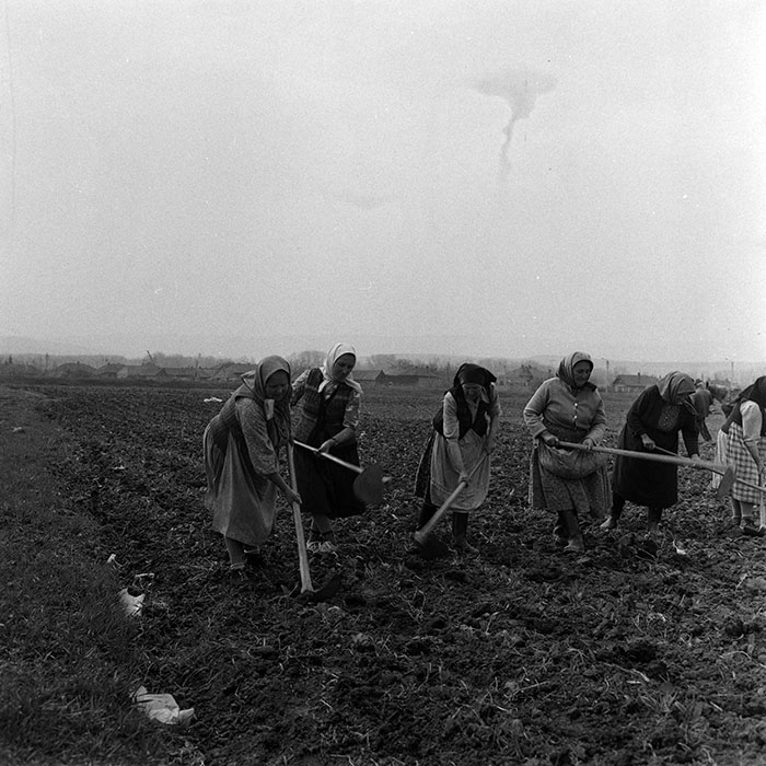 minerva_1970_Agrare_c1_c1r4_006