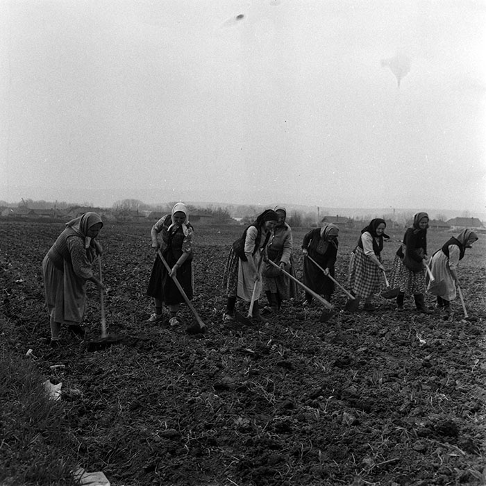 minerva_1970_Agrare_c1_c1r4_009