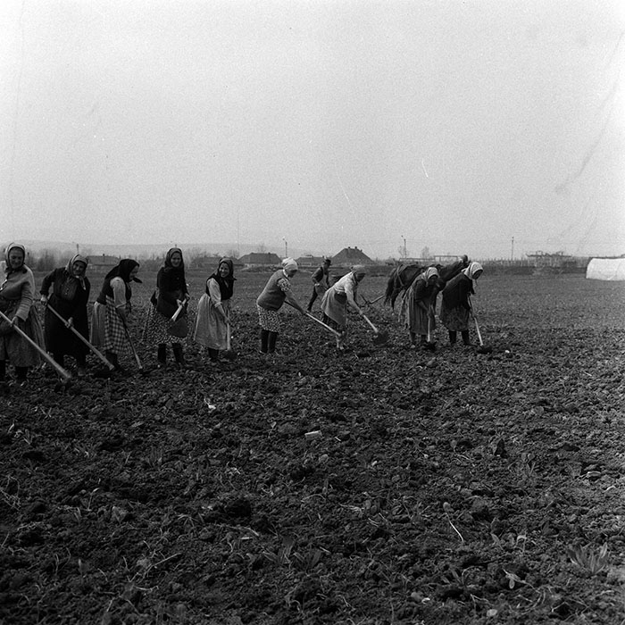 minerva_1970_Agrare_c1_c1r4_010